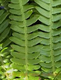 Attēlu rezultāti vaicājumam “Blechnum spicant”