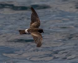 Image result for Oceanodroma castro