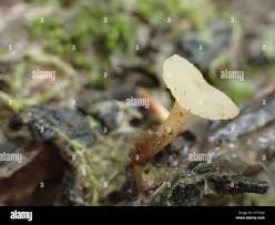 Attēlu rezultāti vaicājumam “Cudoniella clavus”