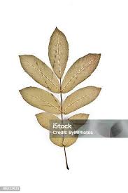 Attēlu rezultāti vaicājumam “Pterocarya fraxinifolia leaf”