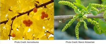 Attēlu rezultāti vaicājumam “Ginkgo biloba female flower”