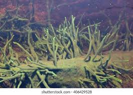 Attēlu rezultāti vaicājumam “Spongilla lacustris”