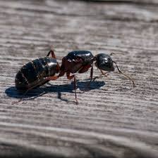 Attēlu rezultāti vaicājumam “Camponotus herculeanus”