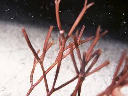 Attēlu rezultāti vaicājumam “Pylaisia polyantha sporophyte”