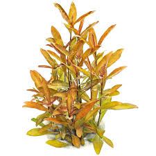 Attēlu rezultāti vaicājumam “Oligia sp.”