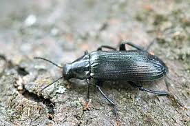 Attēlu rezultāti vaicājumam “Melandrya dubia”