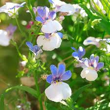 Image result for Elfenspiegel