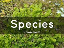 Attēlu rezultāti vaicājumam “Radula complanata sporophyte”