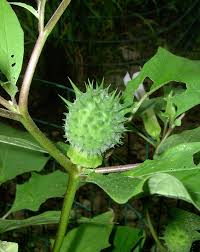 Attēlu rezultāti vaicājumam “Datura stramonium fruit”