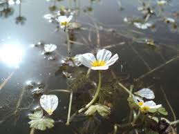 Attēlu rezultāti vaicājumam “Ranunculus cassubicus flower”