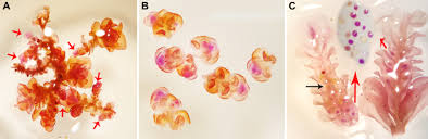 Attēlu rezultāti vaicājumam “Frullania dilatata”