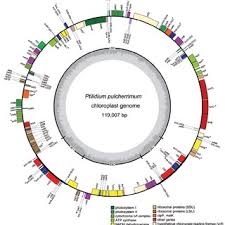 Attēlu rezultāti vaicājumam “Ptilidium pulcherrimum sporophyte”