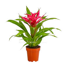 Картинки по запросу гусмания