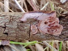 Attēlu rezultāti vaicājumam “Ceriporiopsis resinascens”