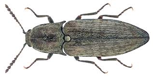 Attēlu rezultāti vaicājumam “Actenicerus sjaelandicus”