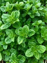 Image result for Origanum vulgare