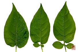 Attēlu rezultāti vaicājumam “Solanum dulcamara leaf”