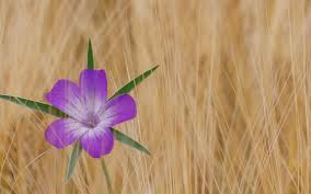 Image result for Kornrade