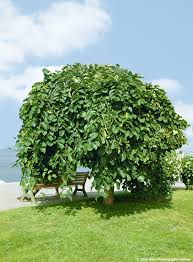 Attēlu rezultāti vaicājumam “Ulmus glabra”