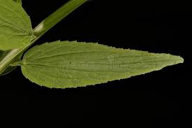 Attēlu rezultāti vaicājumam “Phyteuma spicatum leaf”