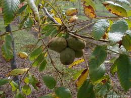 Attēlu rezultāti vaicājumam “Juglans cinerea”