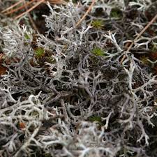 Attēlu rezultāti vaicājumam “Cladonia stygia”