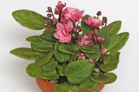 Image result for Saintpaulia ionantha Culitvar