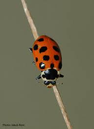 Attēlu rezultāti vaicājumam “Hippodamia tredecimpunctata”