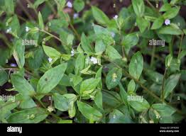 Attēlu rezultāti vaicājumam “Myosotis sparsiflora leaf”