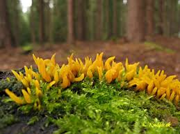 Attēlu rezultāti vaicājumam “Calocera glossoides”