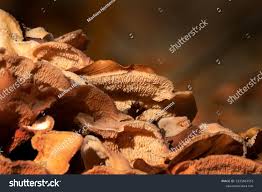 Attēlu rezultāti vaicājumam “Steccherinum ochraceum”