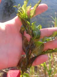 Attēlu rezultāti vaicājumam “Potamogeton praelongus”