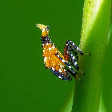 Attēlu rezultāti vaicājumam “Lycogala persicum macro”