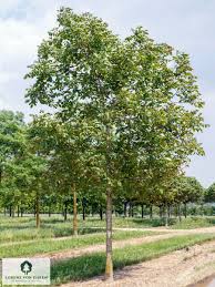 Attēlu rezultāti vaicājumam “Juglans regia”