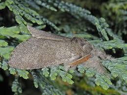 Attēlu rezultāti vaicājumam “Calliteara pudibunda”