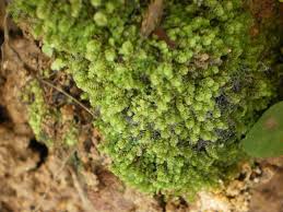 Attēlu rezultāti vaicājumam “Anomodon viticulosus”