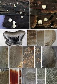 Attēlu rezultāti vaicājumam “Mollisia uda”