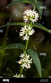 Attēlu rezultāti vaicājumam “Vincetoxicum hirundinaria flower”