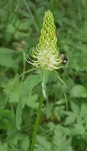 Attēlu rezultāti vaicājumam “Phyteuma spicatum bud”