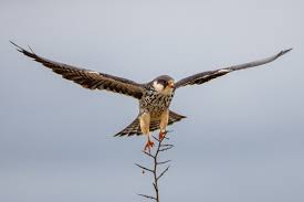 Image result for Falco amurensis