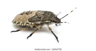 Attēlu rezultāti vaicājumam “Troilus luridus”