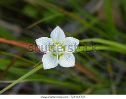 Attēlu rezultāti vaicājumam “Parnassia palustris”