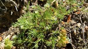Attēlu rezultāti vaicājumam “Scleranthus perennis bud”