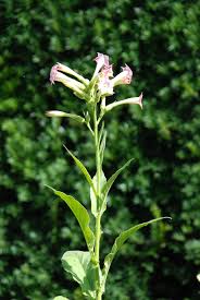 Attēlu rezultāti vaicājumam “Nicotiana tabacum flower”