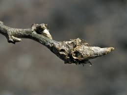 Attēlu rezultāti vaicājumam “Cribraria macrocarpa stalked”