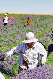 Image result for Lavendel