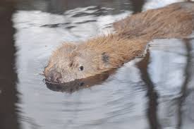 Image result for Castor fiber