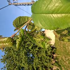 Attēlu rezultāti vaicājumam “Phyllopertha horticola imago”