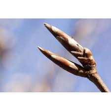 Attēlu rezultāti vaicājumam “Fagus sylvatica fo. laciniata bud”