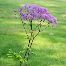 Attēlu rezultāti vaicājumam “Thalictrum aquilegifolium leaf”